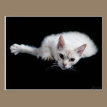 LaPerm cat postcards