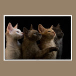 LaPerm cats posters