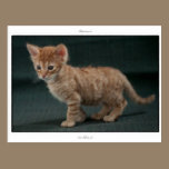 LaPerm kitten , 6 weeks old postcards