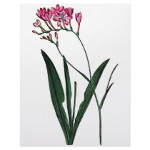 Lapeyrousia Juncea letterhead by jarthurdavis Lapeyrousia Juncea letterhead