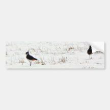 Lapwings Bumper Sticker