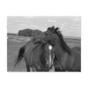 Laramie WY horse 4 postcards