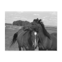 Laramie WY horse 4 postcards by yellacorvette Laramie WY horse 4 postcards