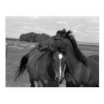 Laramie WY horse 4 Postcards