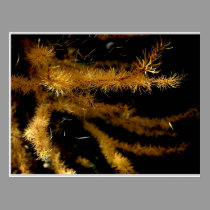 LARCH IN FALL postcards