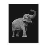LARGE ASIAN ELEPHANT - INDIAN ELEPHANT POST CARD