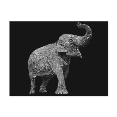 LARGE ASIAN ELEPHANT - INDIAN ELEPHANT Post Card