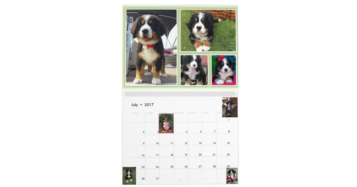 Large Berner Nation Babes 2017 calender Calendar Zazzle