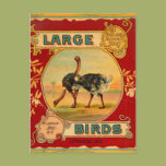Large Birds Postcard