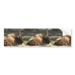Large Brown Bison At Rest In Zoo America, Hershey, Bumper Sticker