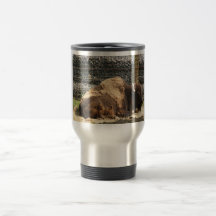 Large Brown Bison At Rest In Zoo America, Hershey, Coffee Mugs
