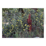 wild, cactus, yellow, put, put, golf