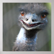 Large Emu Poster