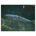 Large fish at Sea Life Park, Oahu, Hawaii, U.S.A. Personalized Flyer