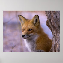 Large Fox Poster