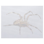 Large garden spider building the web personalized letterhead