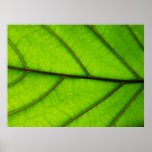 Large Green Leaf poster