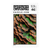 large group of mushrooms postage