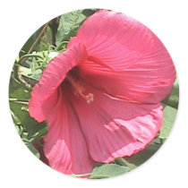 Large Hibiscus Sticker