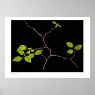 Large Korean Hornbeam bonsai Print