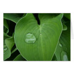 Large leaf drop cards