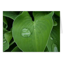 Large leaf drop cards by sdavis051 Large leaf drop cards