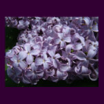 Large Lilac Blooms