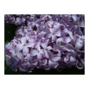 Large Lilac Blooms posters by Quequay Large Lilac Blooms posters