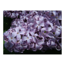 Large Lilac Blooms posters