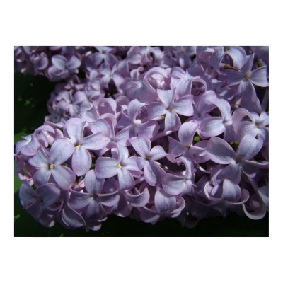 Large Lilac Blooms Poster by Quequay