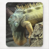 Large male Iguana sp. mousepads