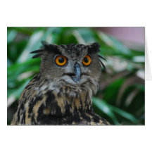 Large Owl Greeting Card