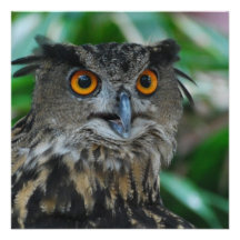 Large Owl Invitations