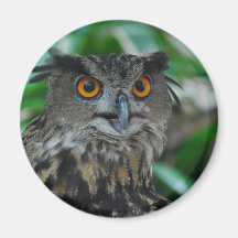 Large Owl Magnet