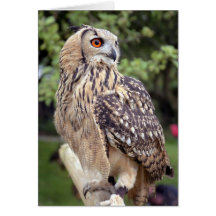 Large Owl on Fence Greeting Cards