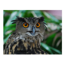 Large Owl Postcard