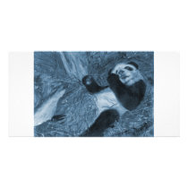 Large Panda Play Blue Hue photo cards