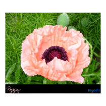 Large Pink Poppy posters by Kiyoshi Large Pink Poppy posters