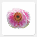 Large Pink Poppy Square Stickers