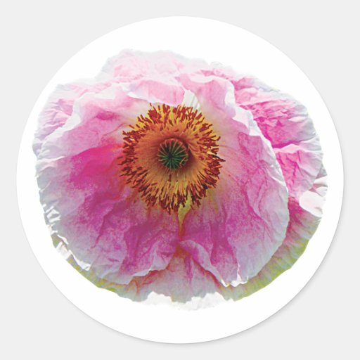 Large Pink Poppy Stickers