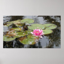 Large Pink Water Lily Photograph Printed on Canvas