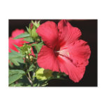 Large red blooming hibiscus flower