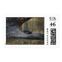 Large size Turtle Postage postage