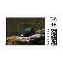 Large size Turtle Postage postage
