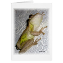 Large tree frog clinging to stucco wall photo greeting cards