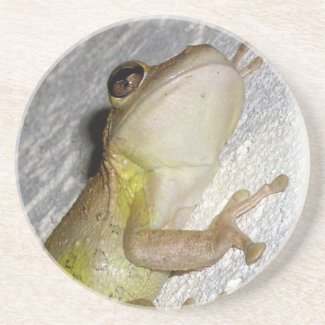 Large tree frog clinging to stucco wall photo coaster