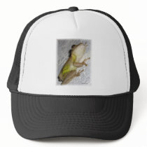 Large tree frog clinging to stucco wall photo hat