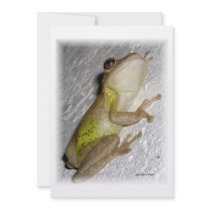 Large tree frog clinging to stucco wall photo personalized invite