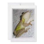 Large tree frog clinging to stucco wall photo personalized invite