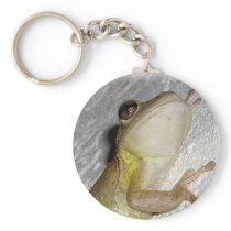 Large tree frog clinging to stucco wall photo key chain